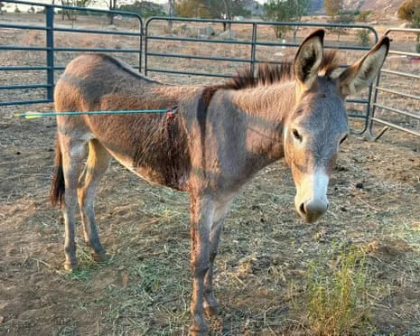 Burro Recovering After Recent Arrow Attack on Free-Roaming Asses in the Golden State